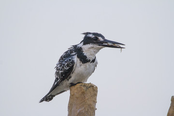 Pied perched on a pole