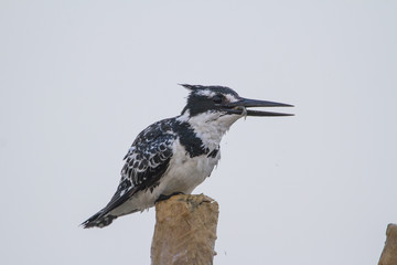 Pied perched on a pole