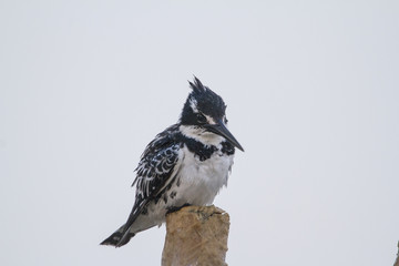 Pied perched on a pole
