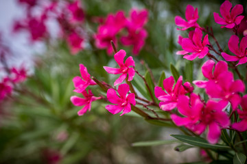 Fototapeta na wymiar Beautiful pink flowers, Nerium oleander