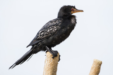Reed Comorant on a pole