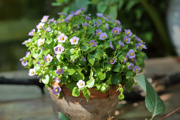 Bright spring flower bloomed in a botanical greenhouse