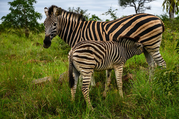 Obraz premium Burchell’s zebra mare with her young foal suckling 