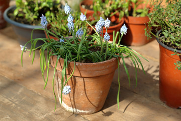 Bright spring flower bloomed in a botanical greenhouse
