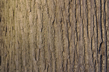 Texture - tree bark
