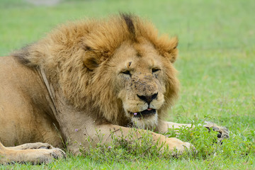 Obraz na płótnie Canvas Lion in Ngorongoro