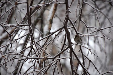 Branches d'arbBranches d'arbre après une tempête de verglas.re après une tempête de verglas.