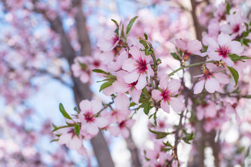 Fototapeta premium Beutiful close up picture of pink cherry blossom against blue sky