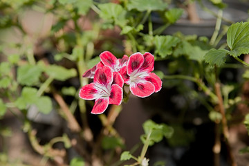 Bright spring flower bloomed in a botanical greenhouse