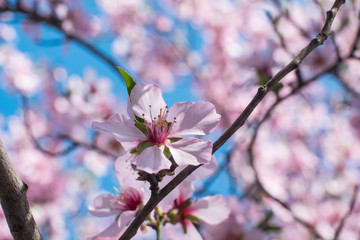 Fototapeta na wymiar Beutiful close up picture of pink cherry blossom against blue sky