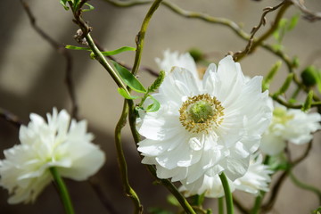 Frühlingsblumen - Blütenpracht in Weiß - Topfpflanzen