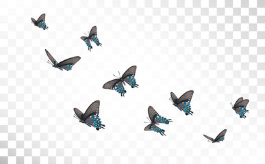 Vector illustration butterflies isolated on transparent background. Collection set of colorful butterflies for logo. Valentine's day or spring sale print design.  Wedding card and decoration concept. 