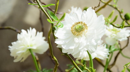 Weiße Frühlingsblumen