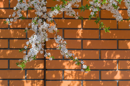 Background of cherry branch with white blossom against brick wall