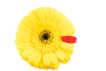 gerbera flower in different colors