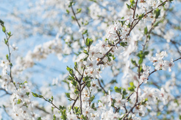 Close up of white cherry blossom 