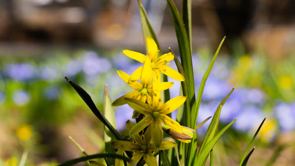 Gagea lutea, złoć żółta,  kwiat, blomst, flower