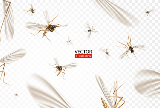Insect mosquito, gnat and pest illustration for repellent oil, spray and patches ads, poster. Flying mosquitoes flock in air isolated promo. Viruses and diseases spreading medical vector concept. 