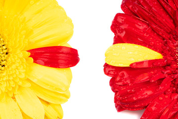 gerbera flower in different colors