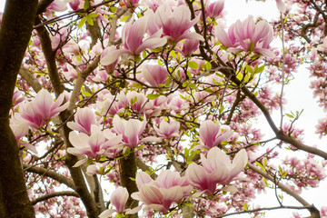 Magnolia Blossom in Spring