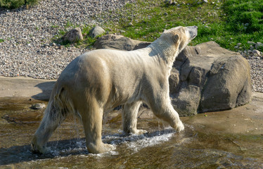 icebear coming out of the water