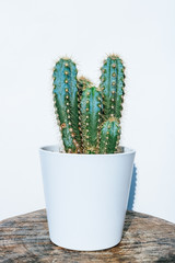 Tree cactus isolated on white background in a white flowerpot. 