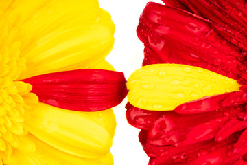 gerbera flower in different colors