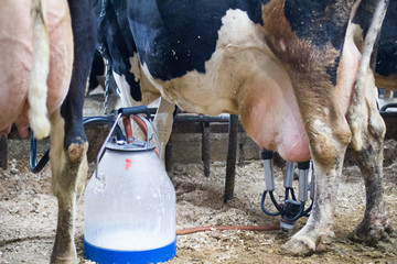 milking cows sick with mastitis on a dairy farm