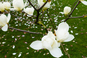 white magnolia in green background