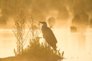 Grey Heron in a golden sunrise
