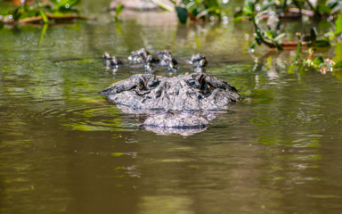 See you later, alligator