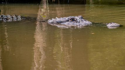 See you later, alligator