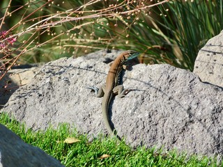Süßer Gekko sonnt sich auf einem Stein