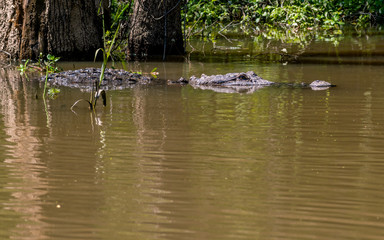 See you later, alligator