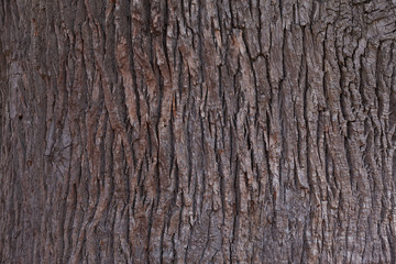 Oak bark texture