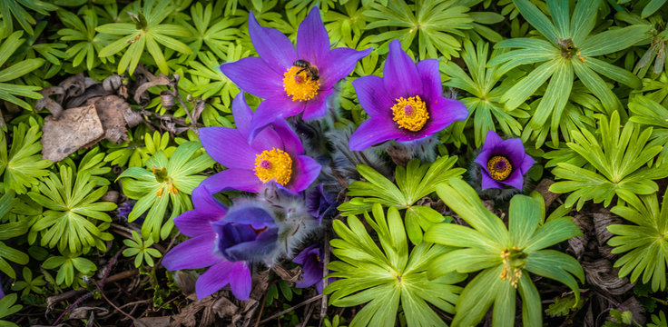 Sasanka, zwyczajna, alpejska ,Pulsatilla, vulgaris,Pulsatilla vulgaris, kwiat, blomst, flower, eukarionity, naczyniowe, nasienne, euphyllophyta, jaskrowce, jaskrowate