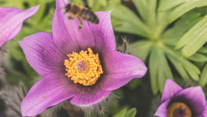 Sasanka, zwyczajna, alpejska ,Pulsatilla, vulgaris,Pulsatilla vulgaris, kwiat, blomst, flower, eukarionity, naczyniowe, nasienne, euphyllophyta, jaskrowce, jaskrowate