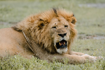 Obraz na płótnie Canvas Lion in Ngorongoro