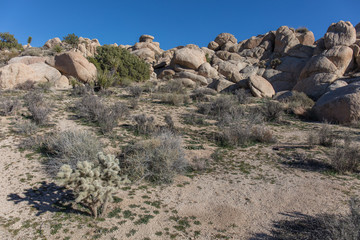 wilderness in south California