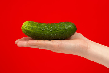 Ripe juicy delicious cucumber in hand isolated on red background. Healthy eating and dieting concept