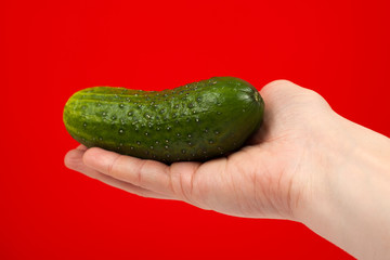 Ripe juicy delicious cucumber in hand isolated on red background. Healthy eating and dieting concept