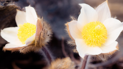 Pulsatilla, sasanka, biała, white, hvite, zwyczjana, alpejska, Pulsatilla vulgaris, kwiat, blomst, flower