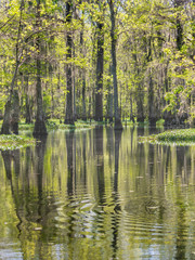 Fototapeta na wymiar Forests in swamp under cloudy sky 