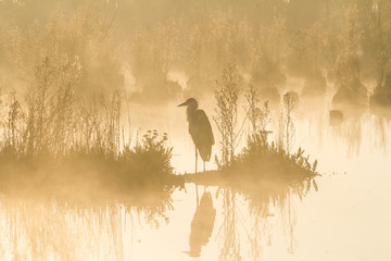 Grey Heron in a golden sunrise