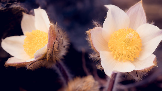Pulsatilla, sasanka, biała, white, hvite, zwyczjana, alpejska, Pulsatilla vulgaris, kwiat, blomst, flower