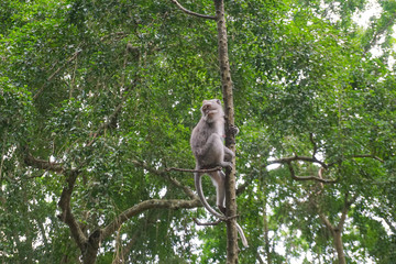 Macaque sitting on the tree, Monkey Forest in Ubud, Bali
