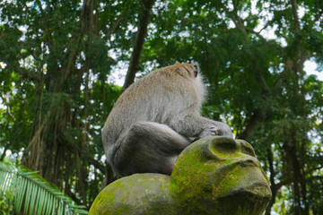 Monkey sitting on a stone sculpture at sacred monkey forest in Ubud, island Bali, Indonesia