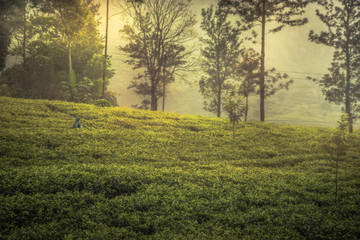Fototapeta na wymiar Harvesting tea on tea plantation field fog trees tea terrace sunrise landscape in Asia Sri Lanka Nuwara Eliya 