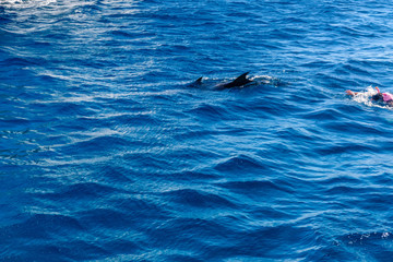 Fototapeta premium Young man snorkeling in Red sea and watching the dolphin