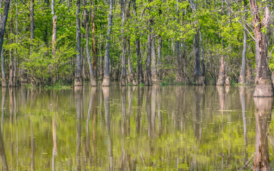 Forests in swamp under cloudy sky	